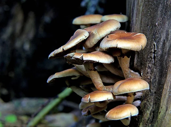 Primer Plano Del Cultivo Setas Bosque Durante Día — Foto de Stock