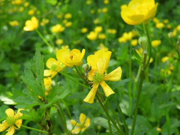 フィールドに咲く黄色の草原のバターカップの花のクローズアップショット — ストック写真