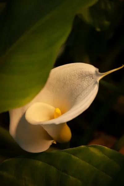 Gros Plan Vertical Une Belle Fleur Blanche Lis Calla Avec — Photo