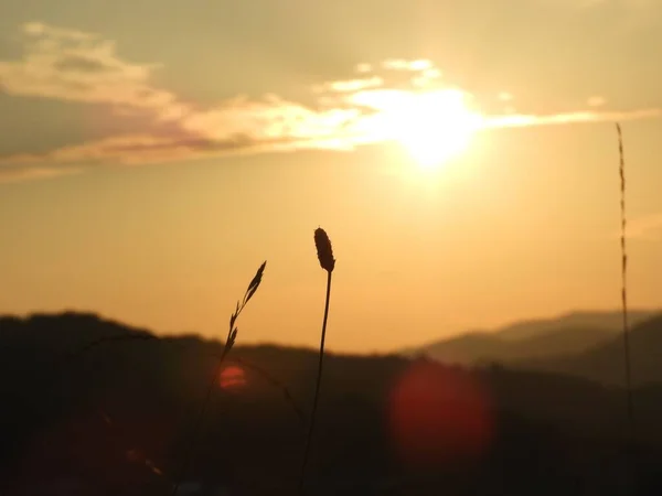 Krásný Záběr Rostlin Siluety Jasném Pozadí Západu Slunce — Stock fotografie