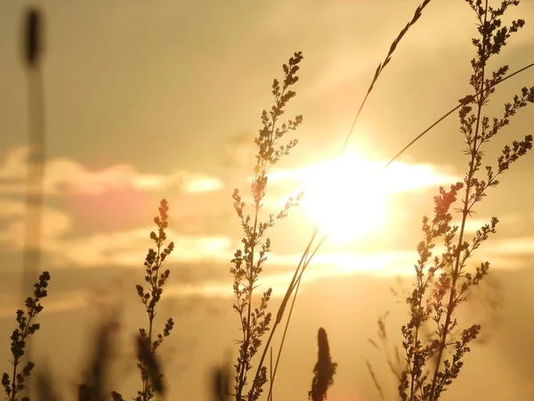 Piękne Ujęcie Kołyszących Sylwetek Roślin Jasnym Tle Zachodu Słońca — Zdjęcie stockowe