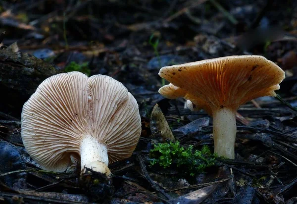 Cortinarius Paddenstoelen Groeien Het Mos — Stockfoto