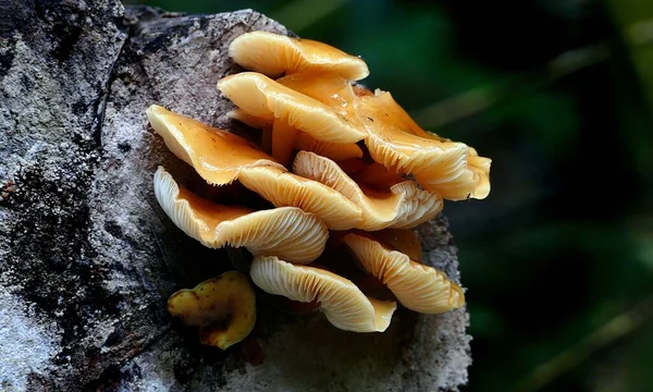 Las Setas Flammulina Velutipes Que Crecen Árbol —  Fotos de Stock