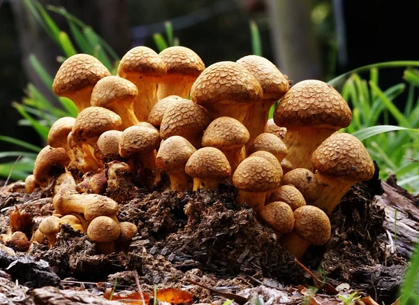 Primer Plano Grupo Spectacular Rustgill Creciendo Sobre Madera Podrida Bosque — Foto de Stock