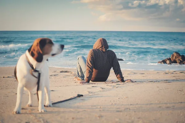 Ytlig Fokusbild Hane Svart Jacka Sittande Sandstrand Nära Beagle Hund — Stockfoto
