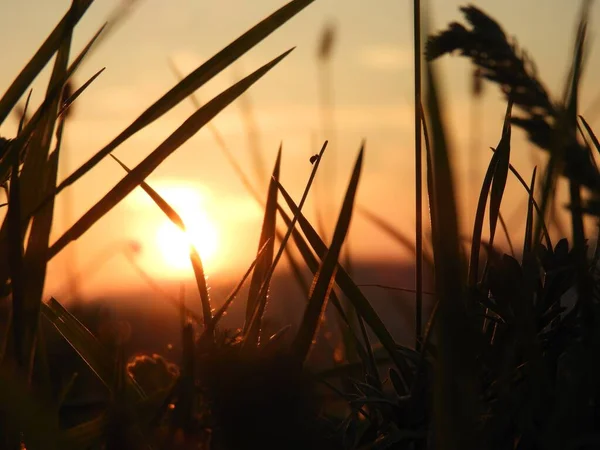 Tiro Close Sol Brilhante Brilhando Através Lâminas Grama Campo — Fotografia de Stock