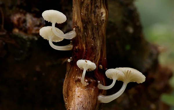 Closeup Shot Growing Mushrooms Forest Daytime — Stock Photo, Image