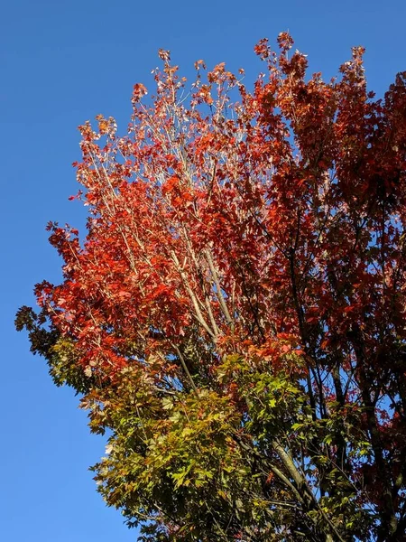 Eine Vertikale Aufnahme Eines Baumes Mit Grünen Und Roten Blättern — Stockfoto