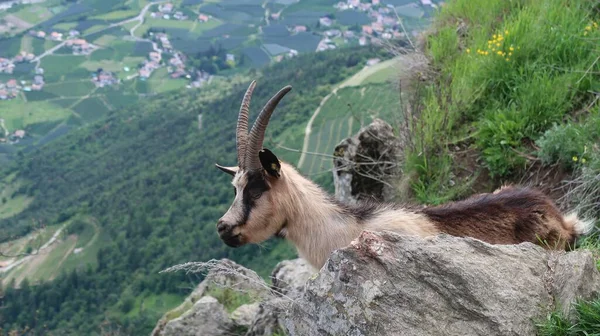 Een Close Shot Van Een Bruine Wilde Geit Een Berglandschap — Stockfoto