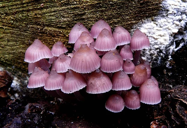 Detailní Záběr Purpurového Mykénia Kůře Stromu — Stock fotografie