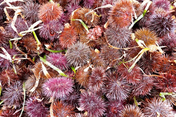 top view of many sea urchins at the fish market