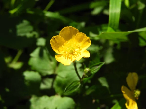 Крупним Планом Знімок Квітучої Жовтої Лужної Квітки Масляної Чашки — стокове фото