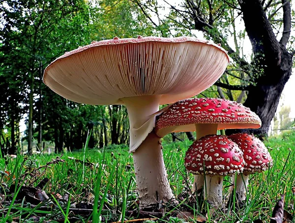 Closeup Shot Growing Mushrooms Forest Daytime — Stock Photo, Image