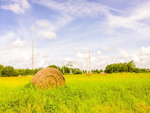 Ett Grönt Gräsfält Med För Utfodring Nötkreatur — Stockfoto