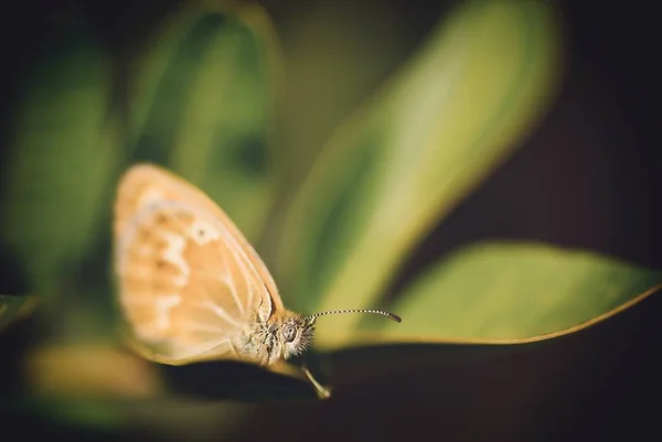 Tiro Close Uma Borboleta Marrom Descansando Uma Folha Verde Com — Fotografia de Stock