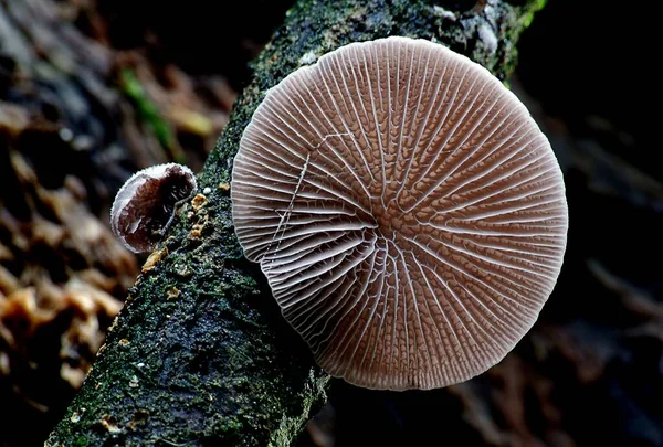 Närbild Växande Svamp Skogen Dagtid — Stockfoto