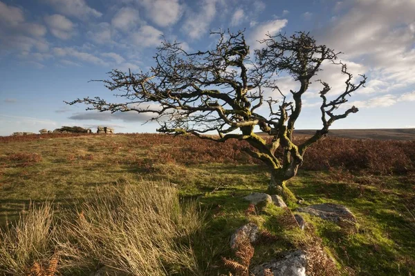 英国デヴォン州の太陽の下でダートムーア国立公園の緑に囲まれた風に吹かれた木 — ストック写真