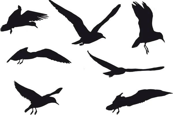 一组七只黑鸟在白色背景上的3D渲染 — 图库照片