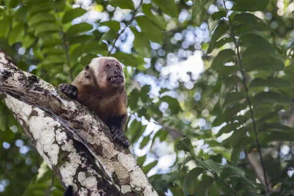 Tiro Seletivo Foco Capuchinho Tufado Irritado Que Senta Galho Árvore — Fotografia de Stock