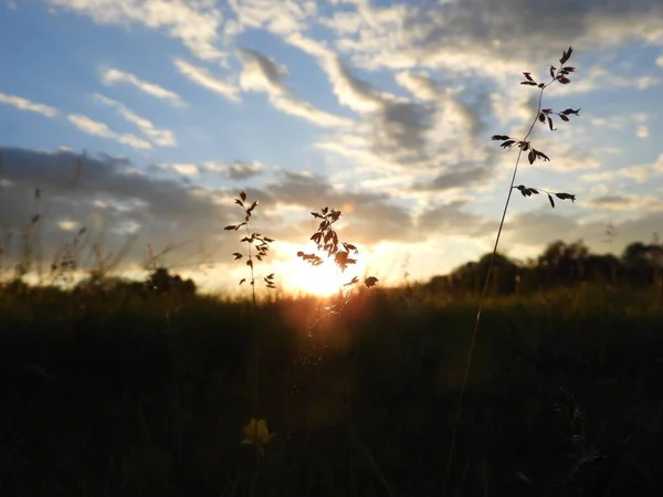 Beau Cliché Silhouettes Végétales Sur Fond Nuageux Coucher Soleil — Photo