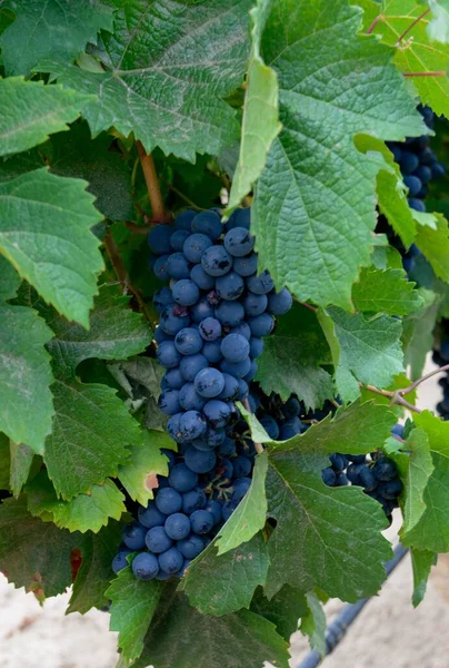 Vertical Closeup Shot Bunches Ripe Red Wine Grapes Vine Growing — Stock Photo, Image