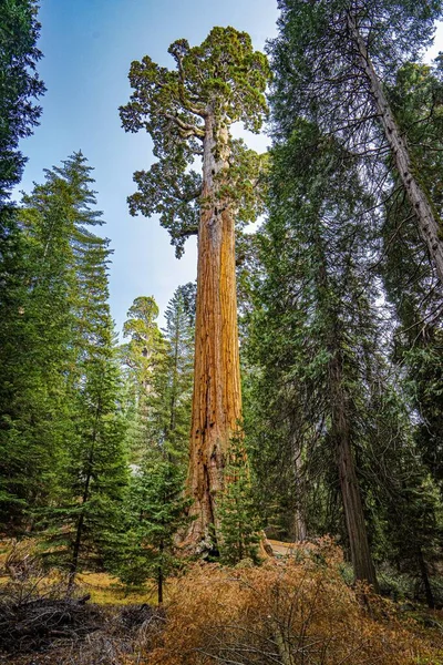 Вертикальный Низкоугольный Снимок Великолепных Высоких Деревьев Запечатленных Лесу Солнечный День — стоковое фото