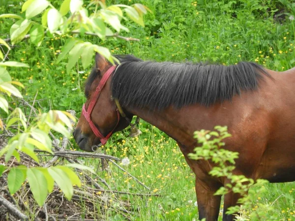 Beautiful Brown Horse Feeding Leaves Field — Stock Photo, Image