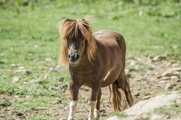 Joli Poney Brun Courant Dans Ferme Pendant Journée — Photo