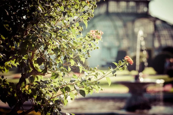 Close Galhos Árvores Com Flores Perto Palácio Schonbrunn Viena Áustria — Fotografia de Stock