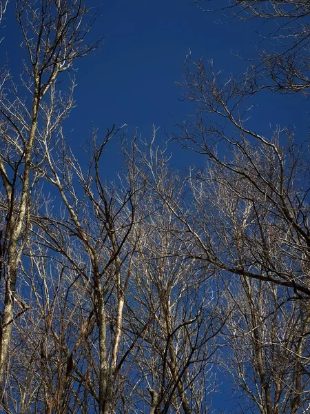 Een Lage Hoek Shot Van Kale Bomen Tegen Blauwe Lucht — Stockfoto