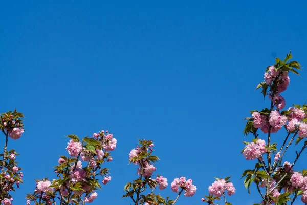 Une Vue Angle Bas Prunus Kanzan Fleurs Sous Lumière Soleil — Photo