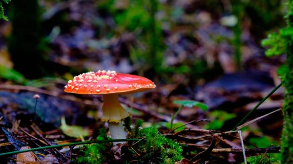 Μια Επιλεκτική Φωτογραφία Της Amanita Muscaria Στο Έδαφος — Φωτογραφία Αρχείου