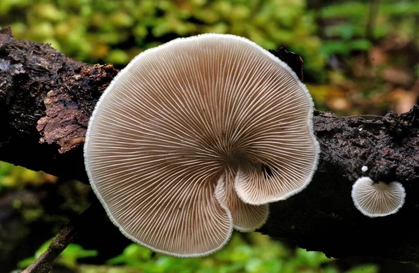 Een Close Shot Van Het Kweken Van Paddestoelen Het Bos — Stockfoto