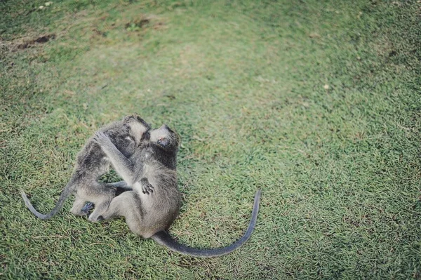 Couple Young Ubud Monkeys Playing Meadow — Stock Photo, Image