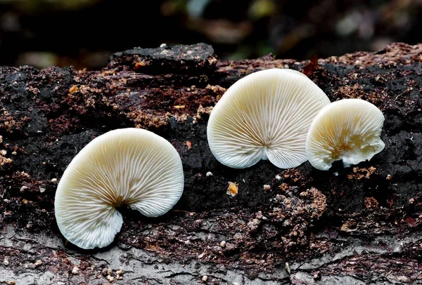 Eine Nahaufnahme Von Wachsenden Pilzen Wald Tag — Stockfoto