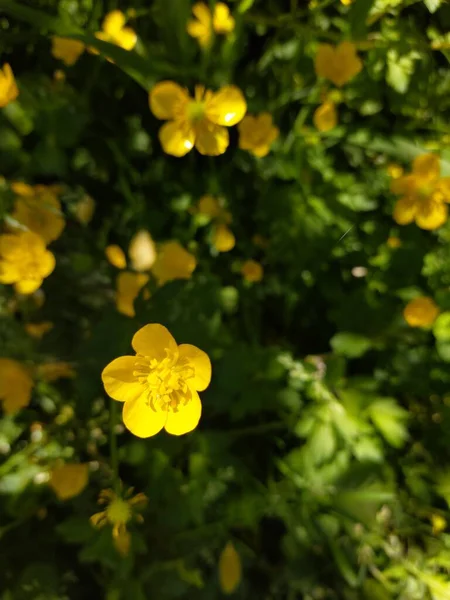 Вид Зверху Квітучі Жовті Лугові Масляні Квіти — стокове фото
