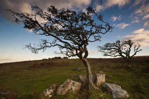 Dos Árboles Soplados Por Viento Parque Nacional Dartmoor Bajo Luz — Foto de Stock