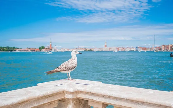Primo Piano Uccello Bianco Seduto Una Recinzione Marmo Venezia — Foto Stock