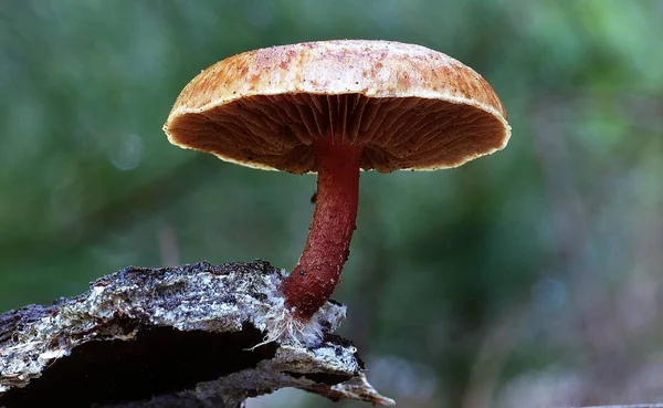 一张白天在森林里种植蘑菇的特写照片 — 图库照片