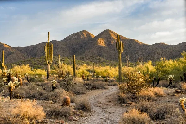 Image Shows Scene Sonoran Desert Saguaros Othe Cactus Mountains Distance — Stock Photo, Image