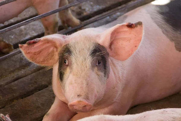 Écloserie Porcs Industriels Pour Consommer Viande — Photo