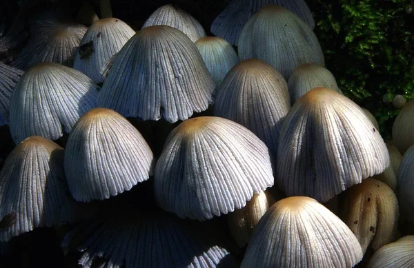 Eine Nahaufnahme Von Wachsenden Pilzen Wald Tag — Stockfoto