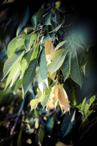 Beau Paysage Une Branche Arbre Avec Des Feuilles Colorées Près — Photo