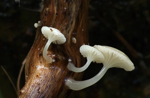 Closeup Shot White Mushrooms Growing Tree Stem — Stock Photo, Image