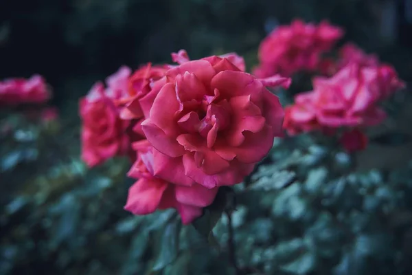 Selektivní Ostření Záběr Růžových Růží Zahradě — Stock fotografie