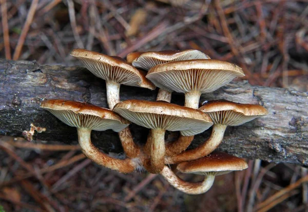 Een Close Shot Van Het Kweken Van Paddestoelen Het Bos — Stockfoto