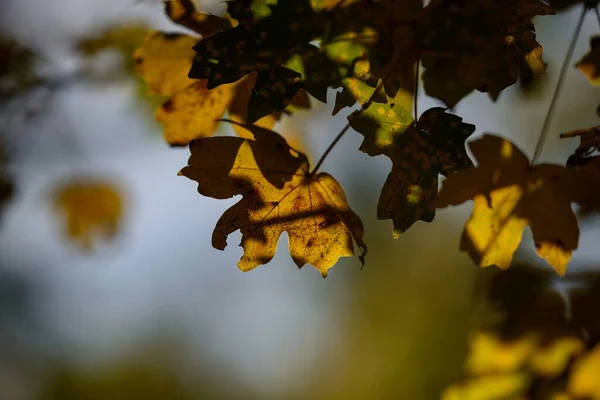 Eine Selektive Fokusaufnahme Von Herbstblättern Vor Verschwommenem Hintergrund — Stockfoto