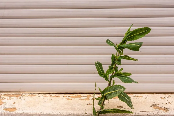 Bej Garajın Önünde Yetişen Küçük Bir Bitki Arka Plan Için — Stok fotoğraf