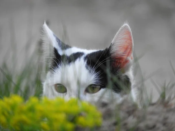 Een Close Shot Van Een Mooie Zwart Witte Kat Met — Stockfoto