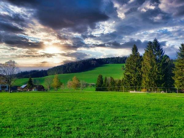 Kara Orman Daki Güzel Yeşil Doğa Fransa Almanya Avrupa — Stok fotoğraf